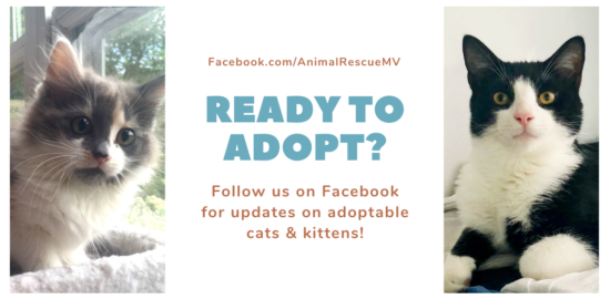 Animal Rescue Merrimack Valley - Northeastern MA & Southern NH Cat Rescue